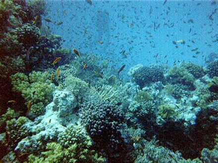 440x330_019300-hurghada-corali - abisuri marine