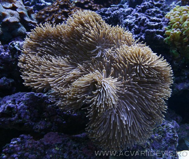 coral_recif_160_a - abisuri marine