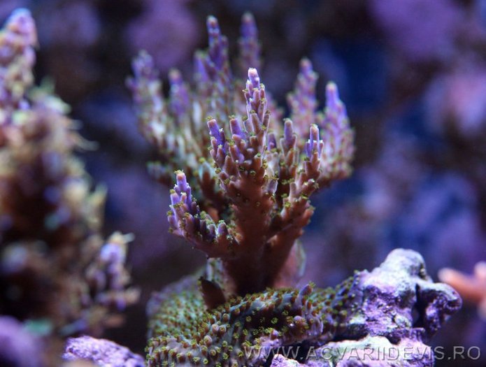 coral_recif_161_a - abisuri marine