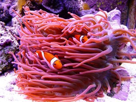 440x330_016039-pestele-clovn