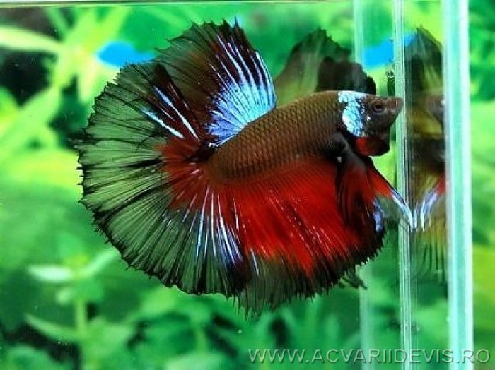 bettaofthemonthmarch2009b_a