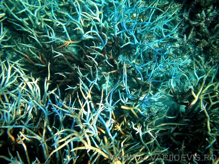 blue_corals_a