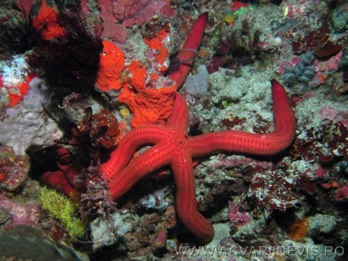 ophidiaster_confertus1_a