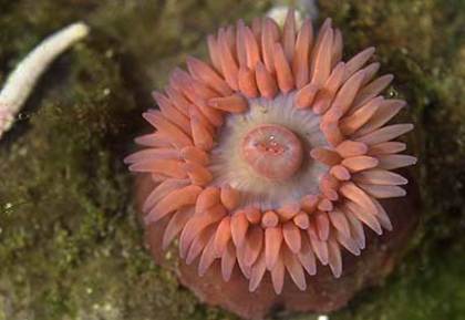 paardeanemoon2 - perlele oceanelor