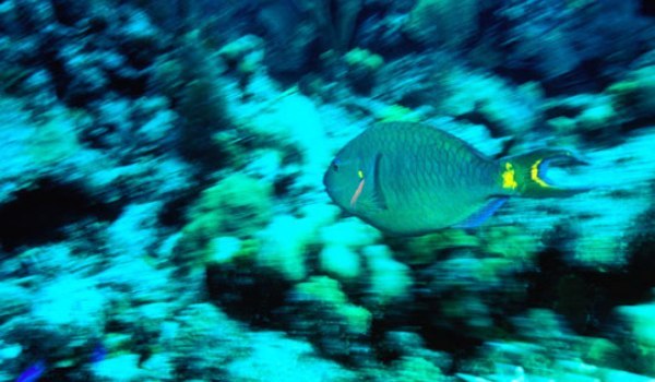 parrotfish-540x380 - perlele oceanelor