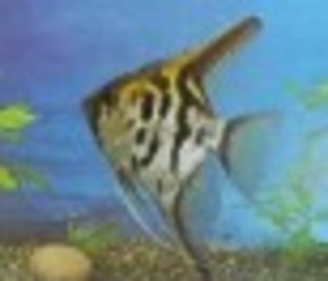 Pestele_inger_mic - perlele oceanelor