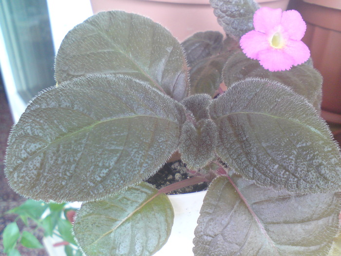 Chocolate - Episcia