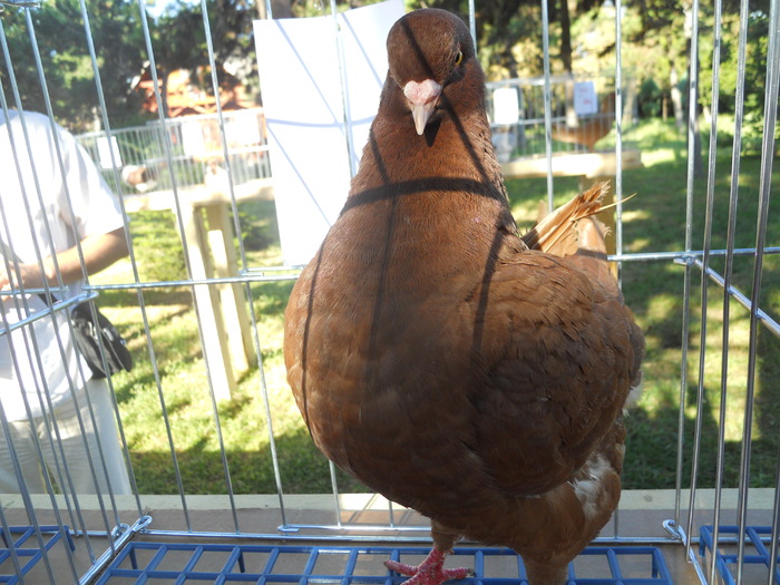 DSCN1497 - 1514 Expo Constanta 2010 b