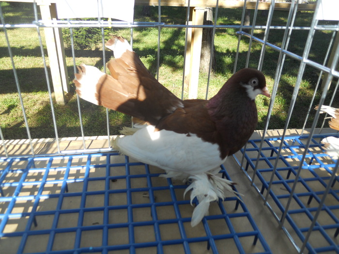 DSCN1505 - 1514 Expo Constanta 2010 b