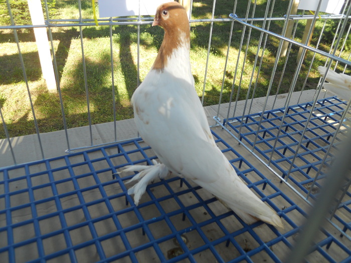 DSCN1507 - 1514 Expo Constanta 2010 b