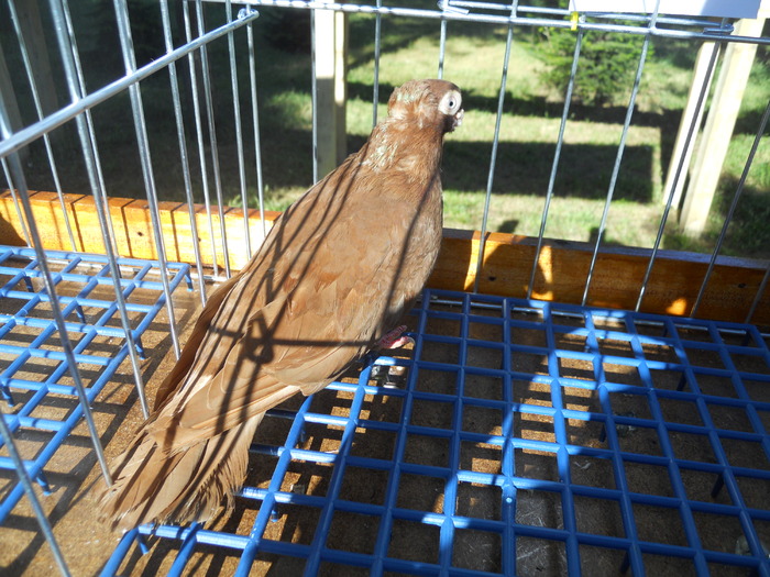 DSCN1510 - 1514 Expo Constanta 2010 b