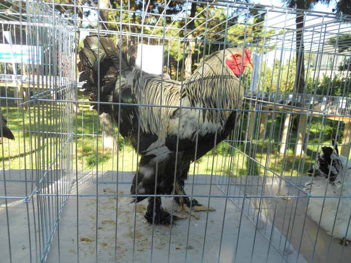 DSCN1529 - 1514 Expo Constanta 2010 b