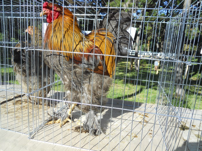 DSCN1533 - 1514 Expo Constanta 2010 b