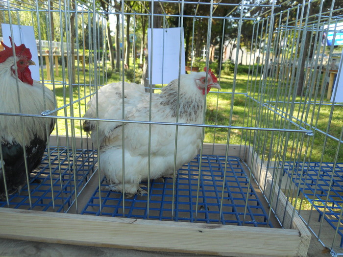 DSCN1558 - 1514 Expo Constanta 2010 b