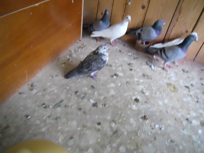 DSCN1724 - 1788 Mircea Nicola