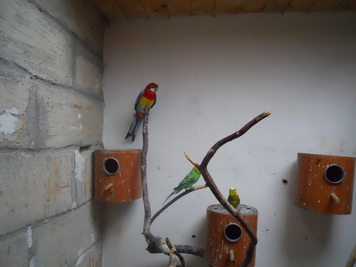 DSCN1728 - 1788 Mircea Nicola