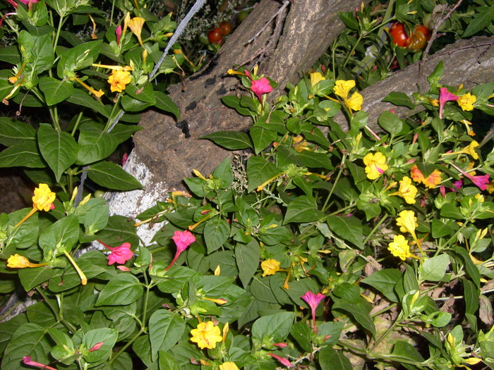 Mirabilis jalapa sau gornita ingerasului