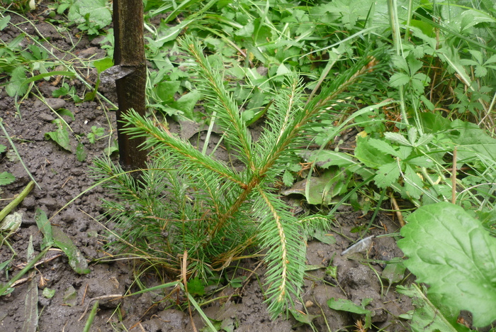 puiutul de brad plantat in 28 august 2010 - Conifere