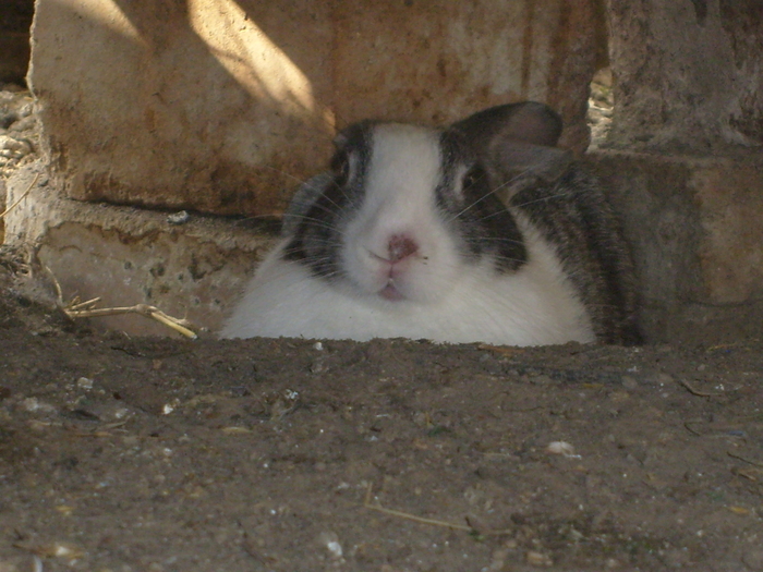 S6304034 - Animalute si pasari