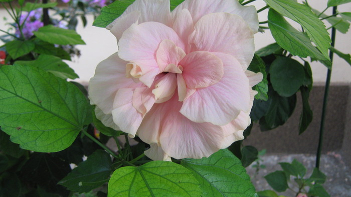 hibi 2010 - hibiscus