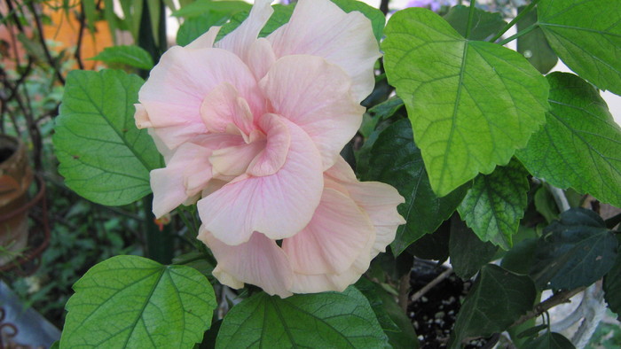 hibi2010 - hibiscus