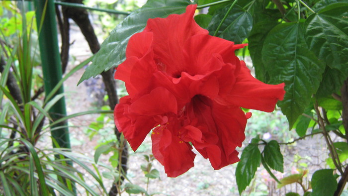 hibi2010 - hibiscus