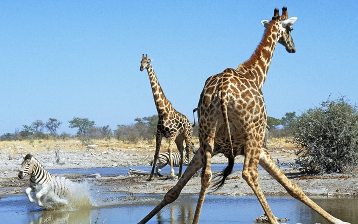 action_at_the_watering_hole_etosha_national_park_namibia-1280x800 - pasari si animale