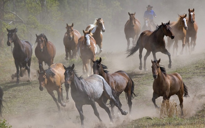 horse_roundup_montana-1280x800