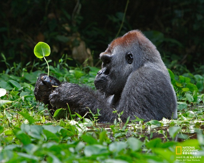 lowland_gorilla_2-1280x1024 - pasari si animale