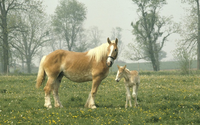mare_and_foal-1280x800 - pasari si animale