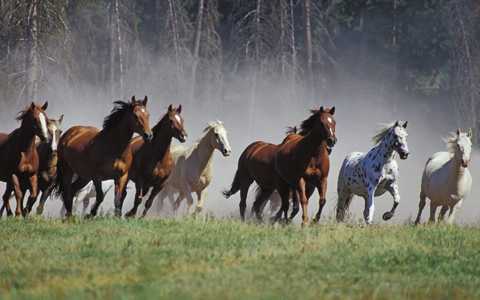 roundup_on_the_ranch_montana-1280x800 - pasari si animale