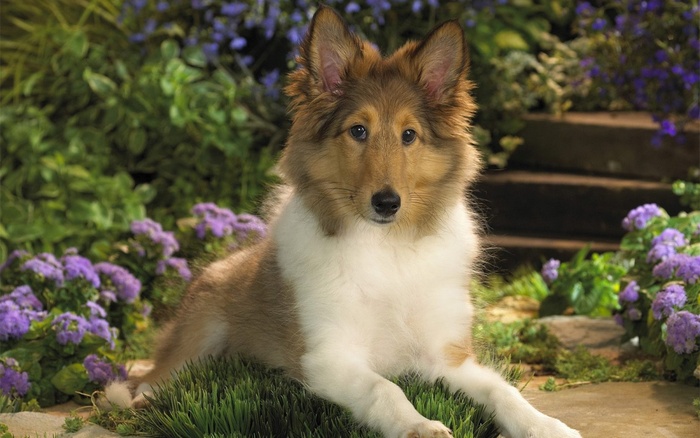 sheltie_puppy-1280x800