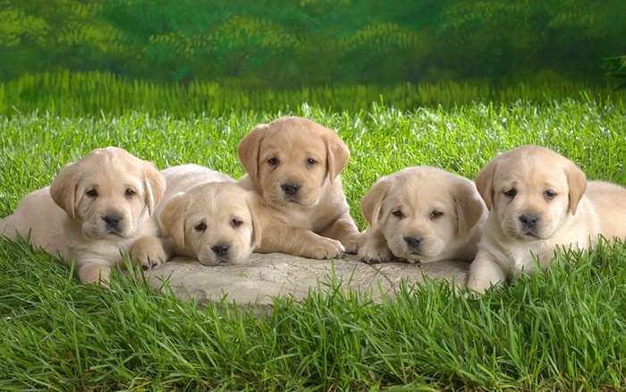 young_lab_puppies-1280x800