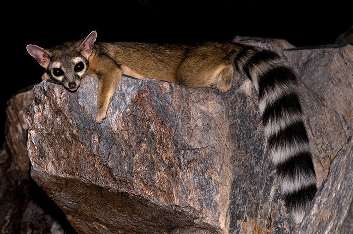 2008-09-18-squaw-ringtail-28073 - arizona-canyon