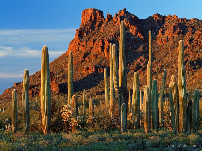 Alamo Canyon, Organ Pipe Cactus National Monument, Arizona - arizona-canyon