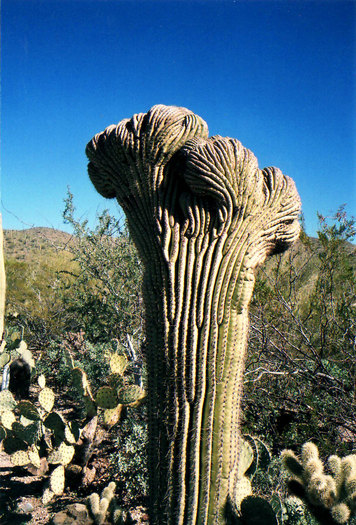 Crested_Saguaro_cactus - arizona-canyon