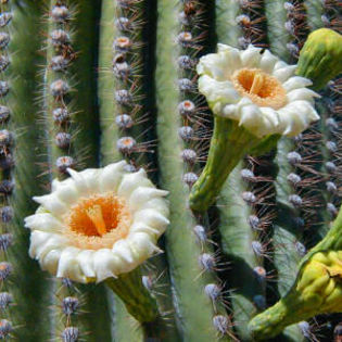 saguaro_cactus_blossom - arizona-canyon