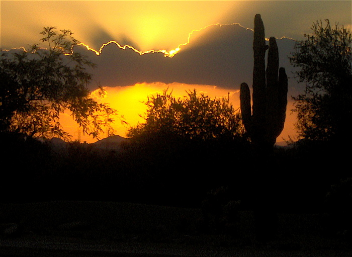 Sunset_and_cactus - arizona-canyon