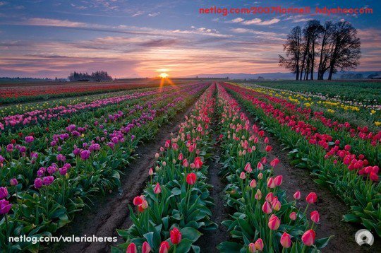25727_1183219555774_1686785793_374813_8181627_n - peisaje superbe