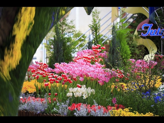 gradina_de_flori-800x600