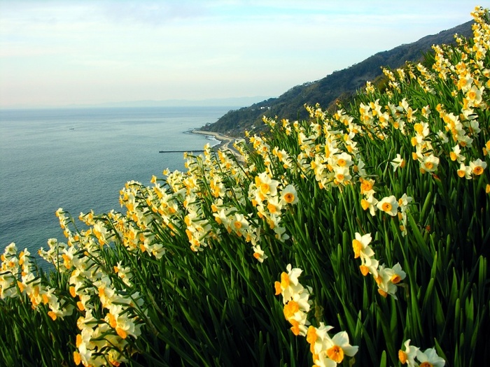ocean_narcissus_narcise-800x600