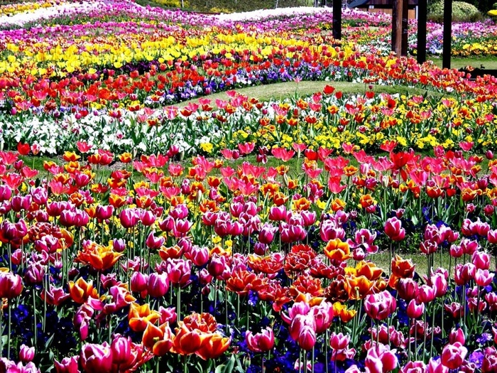 tulips_art-800x600