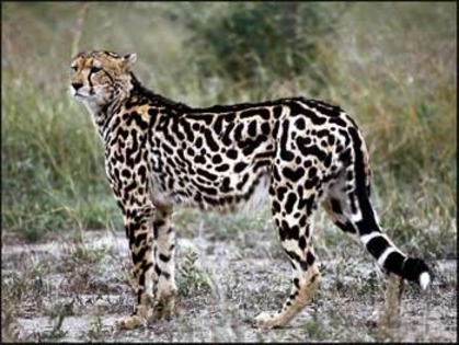 ghepardregal - pasari si animale