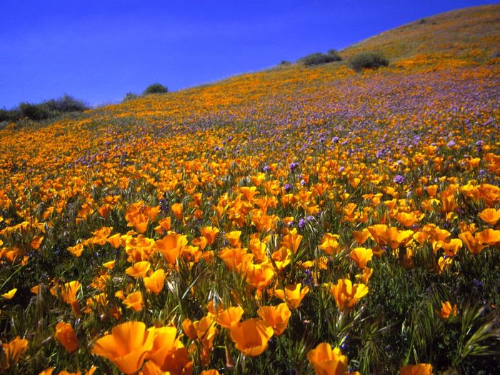 Flori Desktop Wallpapers Poze cu Flori Antelope Valley Hillside - peisaje cu flori-bughete de flori