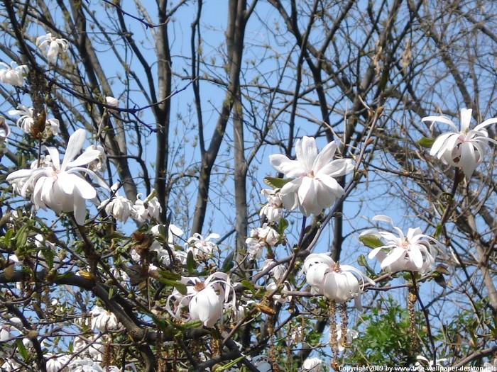 poze-cu-anotimpuri-primavara-flori-si-copaci042 - peisaje cu flori-bughete de flori