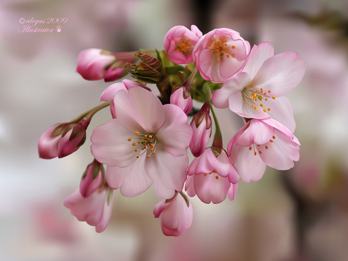 Spring_by_alegas - peisaje cu flori-bughete de flori