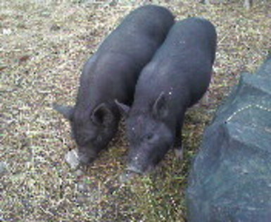 SP_A0538 - DE VANZARE porci vietnamez