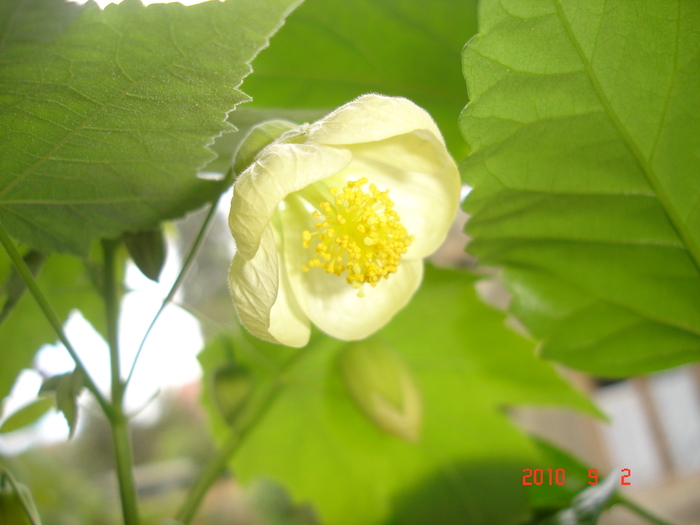 DSC09122 - Abutilon 2011