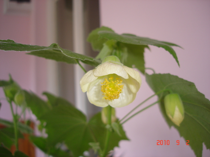 DSC09124 - Abutilon 2011