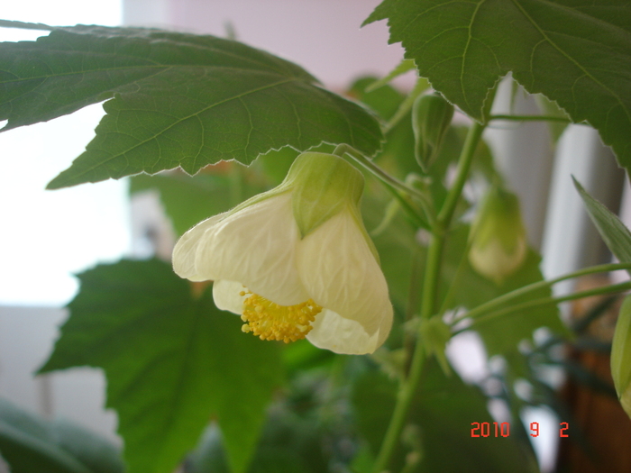 DSC09128 - Abutilon 2011